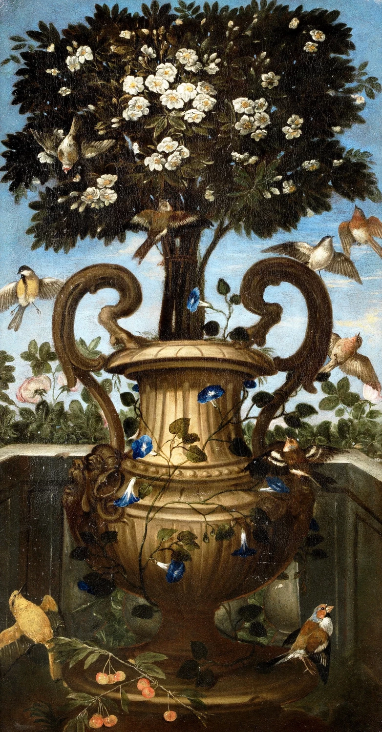 Orsola Caccia-105-Un albero ornamentale in un'urna drappeggiato nella gloria mattutina 1